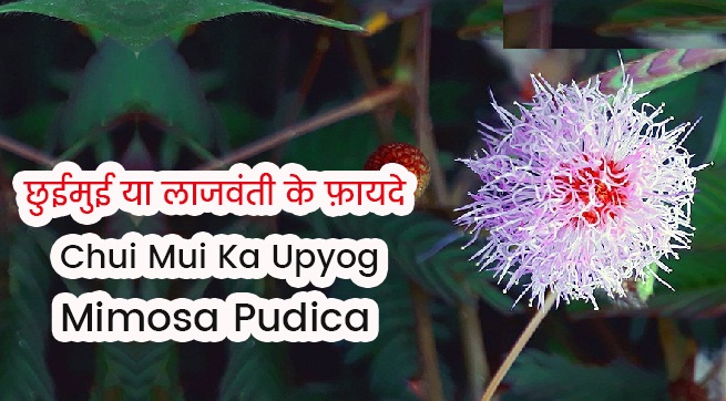 chui-mui-lajwanti-ka-upyog-gun-fayde-mimosa-pudica